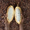 Dried Criollo Cocoa Beans  / Organic Roasted Cacao Beans