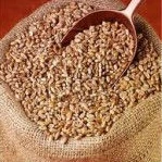 Ethiopian Wheat High Quality
