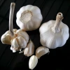 Factory Pure White Fresh Garlic cheap price 5.5cm size from China