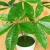 Import Flowerking Brand wholesale pachira aquatica pachira money tree plant artificial small bonsai artificial bonsai from China