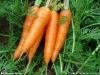 fresh cheap carrot in China with OEM quality