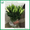 Fresh Cut Flower Importers