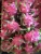 Import FRESH DRAGON FRUIT EXPORT STANDARD PRICE FOR SALE HIGH QUALITY WITH BEST PRICE (+84 983 028 718). from Vietnam