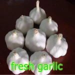 Fresh garlic