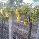 fresh grapes
