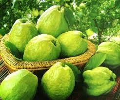 FRESH GUAVA - EXPORTED QUANTITY - GOOD PRICE IN VIET NAM FOR SALE