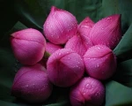 Fresh lotus flower whatsapp +84947 900 124