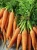 Import Fresh Organic Sweet Carrots from South Africa