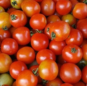 Fresh organic tomatoes, vegetables, fruits, salad, Green leaves, Agriculture Were one of the leading manufacturer, processor a