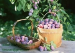fresh plum price