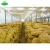 Import Fresh potato new crop sweet potato export from China