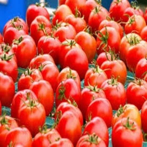 Fresh Red Farm Harvested Tomatoes available for sale