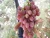 Import Fresh Red Globe Grapes from Egypt