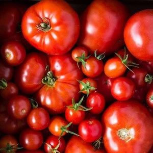 Fresh Tomato at Cheap price in Bulk Supply