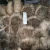 Import G grade abaca fiber brown handstrip philippine abaca fiber from Philippines