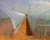 Galvanized steel Frame Single span PE Film greenhouse for Agriculture