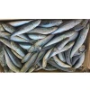 Grade A Sardine Frozen genus Sardinops for Bluefin Tuna fish bait