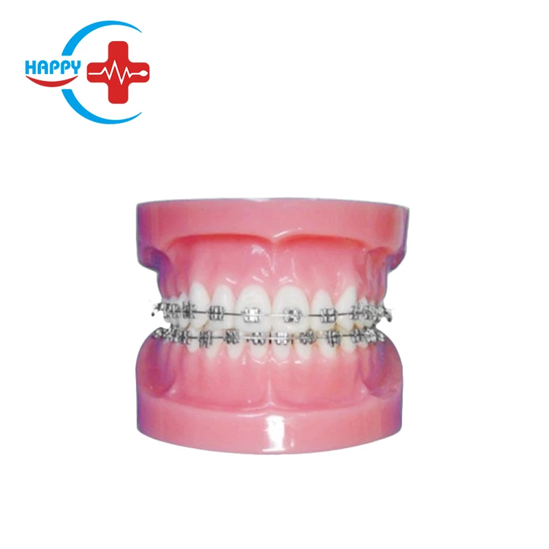 HC-S426 Medical Oral Normal Fixed Rectify Model Teeth/Dental Orthodontic Teeth Model