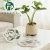 Import High-end Hot-selling Quickly Absorb Water  Diatomaceous Earth Plant Flower Plant Pot Planter Saucers from China