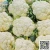 Import HIGH Quality Fresh Cauliflower Wholesale From Bangladesh from Bangladesh