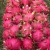 Import High quality Fresh Dragon fruit with Red and White Flesh all careful packaging and ready to ship from China