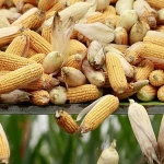 High Quality (Organic) Yellow Corn for animal feed from Ukraine