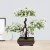 Import Hot sale artificial bonsai garden table decor mini bonsai plant pots from China