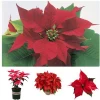 Hot sale Christmas ornament flower Poinsettia bonsai with best price