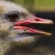 Import Hot sales Live Healthy Ostrich Chicks for sale from France