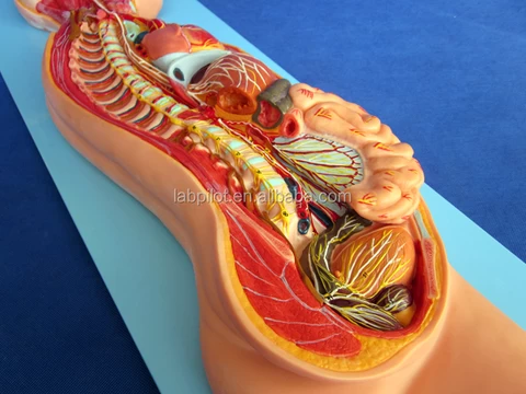 Human Anatomical Automatic Nervous System Model,Torso and Organs Model