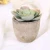 Import Indoor small potted plant plastic artificial succulent plants bonsai supplies from China