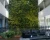 Import Ivy Covering Grass Plant Design Flower Box Hedge 2017 Ornamental Boxwood Green Artificial Vertical Garden Wall from China