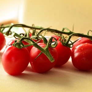 Korea Tomato Supplies High Quality Fresh Vegetable Mini Cherry Red Tomatoes with Good Price Made in Korea