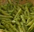 Import Made in Italy 1.5 kg Gaia Pesto Classic Recipe from Italy