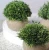 Import Maggiel Artificial Plants for Home Decor Simulated Plants Mini Plants Topiary Shrubs from China