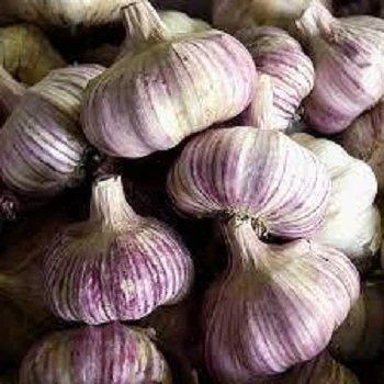 Natural healthy premium organic seed normal purple garlic fresh