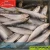 Import New Arrival Frozen Sardines Fish Sardinella Aurita sardine fish meal from China