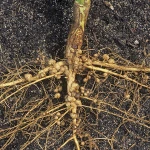 Nitrogen fixing bio fertilizer, Rhizobium Bacteria, Rhizobium Nitrogen Fixation  rhizobium sulla biofertilizer rhizobium
