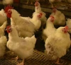 Plastic Chicken Feeder Poultry Feed Line Of Product Chicken Poultry Feed Line