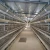 Import Poultry farm galvanized automatic chicken feeders for egg layer from China