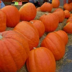 Premium grade Pure and Natural Wholesale Pumpkin/Fresh Pumpkin