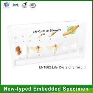 Qianfan Life Cycle of SilkwormEducational New-type Embedded Specimen learning resources