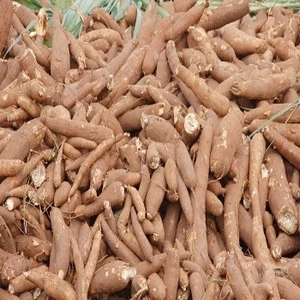 Quality fresh Cassava from Gabon Origin