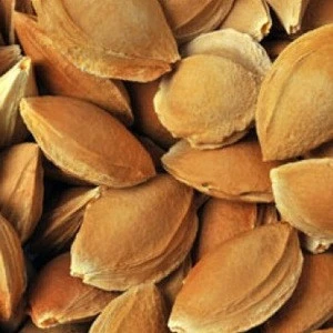 RAW BITTER APRICOT KERNELS AND APRICOT SEEDS IN SHELL