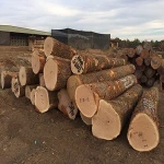 RED OAK LOGS