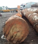 Sapelli / Bubinga / Tali / Iroko / Doussie / Mahogany / Teak / Bilinga / Timber Logs And Lumbers