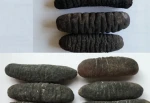 Sea cucumber for sale