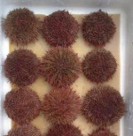 sea urchin live from Chile