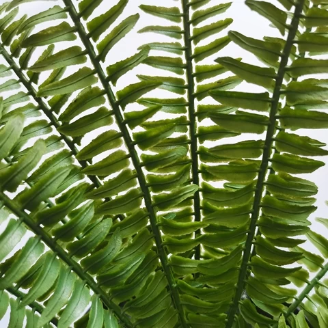 Simulated fern tropical green plant potted shop decoration European and American decorative plant bonsai wholesale price