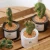 Import Simulation plant ornaments green plants indoor potted cactus iron ornaments miniascape from China
